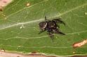 Euryattus_bleekeri_D7848_Z_88_North Stradbroke island_Australie
